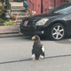 Why did the sea eagle cross the road? We may never know.